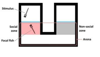 1、2.斑马鱼行为量化系统